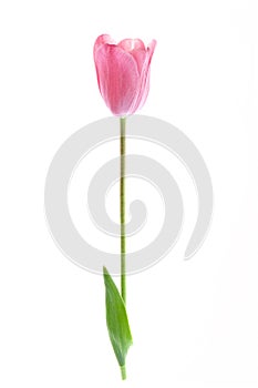 One pale pink tulip isolated on white background
