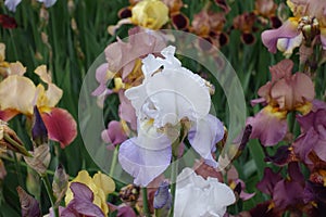 One pale violet flower of iris