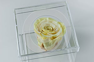 One pale yellow rose in a clear transparent flower box close up. Gift box in the shape of a cube. Home decor element. Top view