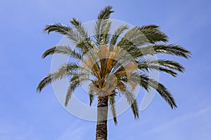 One palm tree against the blue sky
