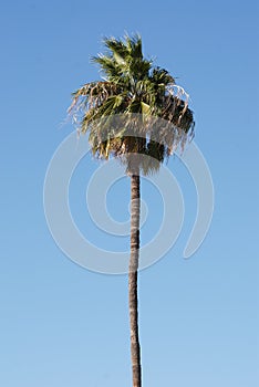 One palm tree against blue sky