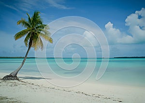 One palm tree on the beach with soft sand and blue ocean view for travel holiday experience.Wide view.AI Generative photo