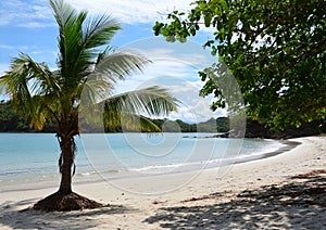 One palm tree on the beach with soft sand and blue ocean view for travel holiday experience.Wide view.AI Generative photo
