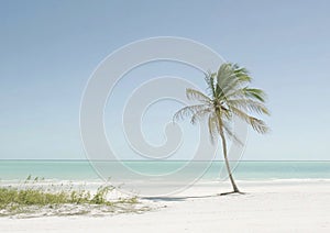 One palm tree on the beach with soft sand and blue ocean view for travel holiday experience.Wide view.AI Generative photo