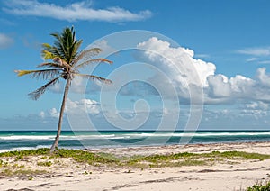 One palm tree on the beach with soft sand and blue ocean view for travel holiday experience.Wide view.AI Generative photo