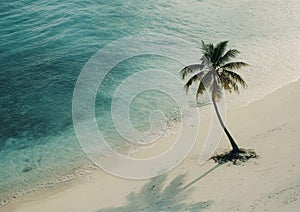 One palm tree on the beach with soft sand and blue ocean view for travel holiday experience.Wide view.AI Generative photo