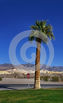 One palm tree in the desert road
