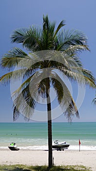 One palm tree and two motorbikes