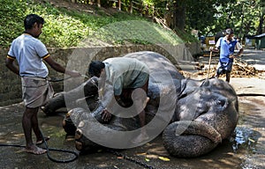 One of the parade elephants participating in the Esala Perahera receives a scrub down in Kandy in Sri Lanka.