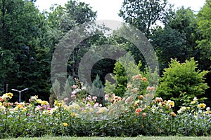 One park komersial rose