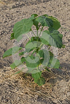 One Paulownia Plant