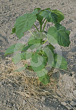 One Paulownia Plant