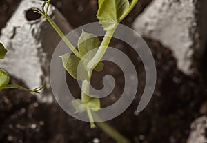 One pea in the seedling of seeds of an edible plant and microgreens. Macro photo