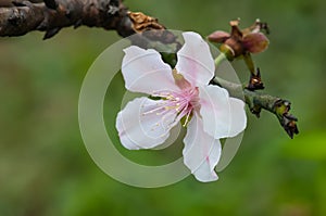 One peach blossom  in the branch.