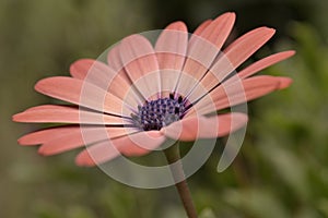 One peach pink Petals blue centre Flower