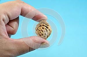 One peach seed in a hand on a blue background. Copy of space. Close-up.