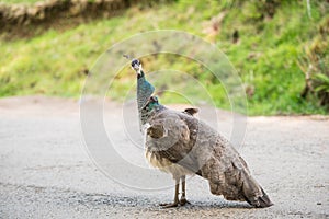 One peacock female