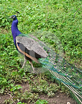 One peacock on the grass