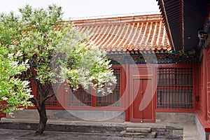 One pear tree is blooming in front of Chinese traditional courtyard door