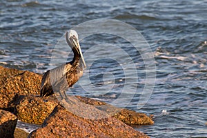 One Pelican basting in the morning sunshine