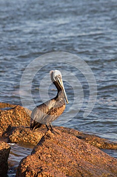 One Pelican basting in the morning sunshine