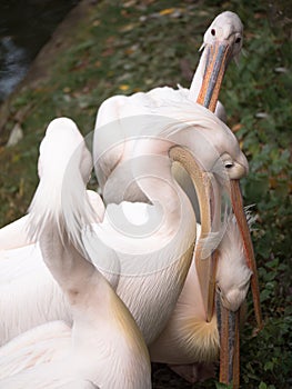 One pelican beaked holds another bird his head