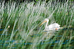 One Pelican at Child`s Lake in Duck Mountain Provincial Park, Manitoba, Canada