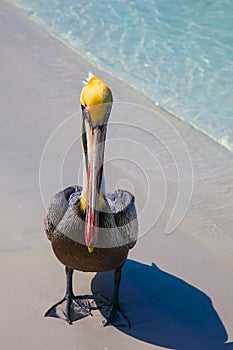 One Pelican on the sea shore on the beach Varadero, Cuba.