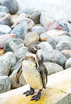 One penguin standing front