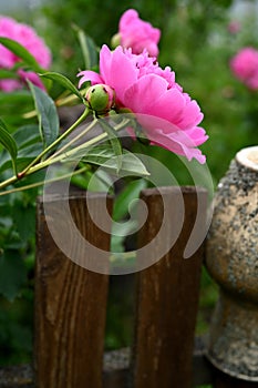 One peony flower against the background of green leaves near an old earthenware jug in a summer garden