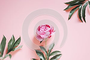 One peony flower in full bloom vibrant pink color isolated on pale pink background. flat lay, top view, space for text.