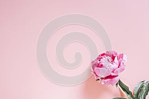 One peony flower in full bloom vibrant pink color isolated on pale pink background. flat lay, top view, space for text.