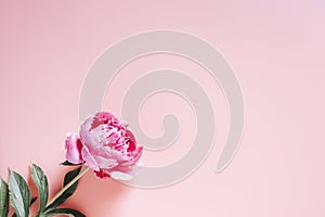 One peony flower in full bloom vibrant pink color isolated on pale pink background. flat lay, top view, space for text.