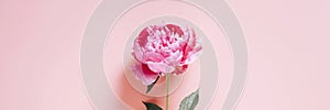 One peony flower in full bloom vibrant pink color isolated on pale pink background. flat lay, top view, space for text