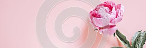 One peony flower in full bloom vibrant pink color isolated on pale pink background. flat lay, top view, space for text. banner.