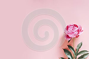 One peony flower in full bloom vibrant pink color isolated on pale pink background. flat lay, top view, space for text. banner.