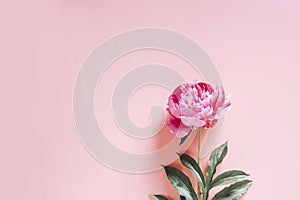 One peony flower in full bloom vibrant pink color isolated on pale pink background. flat lay, top view, space for text. banner.