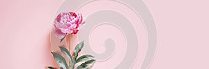 One peony flower in full bloom vibrant pink color isolated on pale pink background. flat lay, top view, space for text. banner.