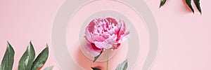 One peony flower in full bloom vibrant pink color isolated on pale pink background. flat lay, top view, space for text. banner.