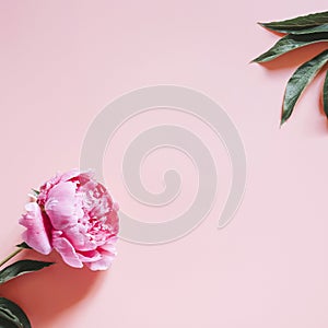 One peony flower in full bloom vibrant pink color isolated on pale pink background. flat lay, top view, space for text. square.