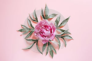 One peony flower in full bloom vibrant pink color and leaves isolated on pale pink background. flat lay, top view.