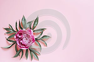 One peony flower in full bloom vibrant pink color and leaves isolated on pale pink background. flat lay, top view, space for text.