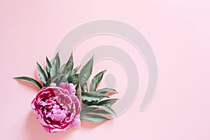One peony flower in full bloom vibrant pink color and leaves isolated on pale pink background. flat lay, top view, space for text.