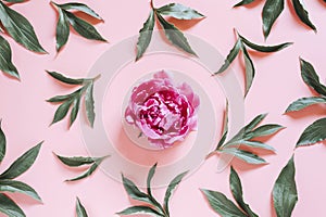 One peony flower in full bloom vibrant pink color and repeating pattern of leaves, isolated on pale pink background. flat lay