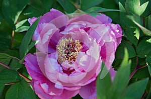 One peony flower, homeopathic medicinal plant