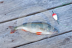 One perch and a red float