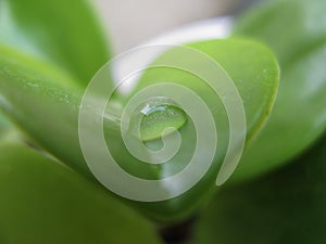 One perfect Drop of Water on a Thick Green Leaf of the Houseplant Crassula ovata jade plant, lucky plant, money plant or money