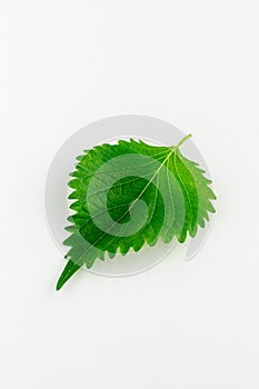 One perilla or shiso leaves on a white background close up