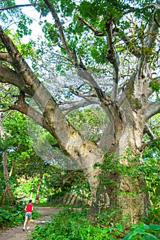 One person making jogging under a big Baobab tree Adansonia digitata