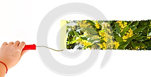 One person painting laurel blooming on a white wall with a roller brush